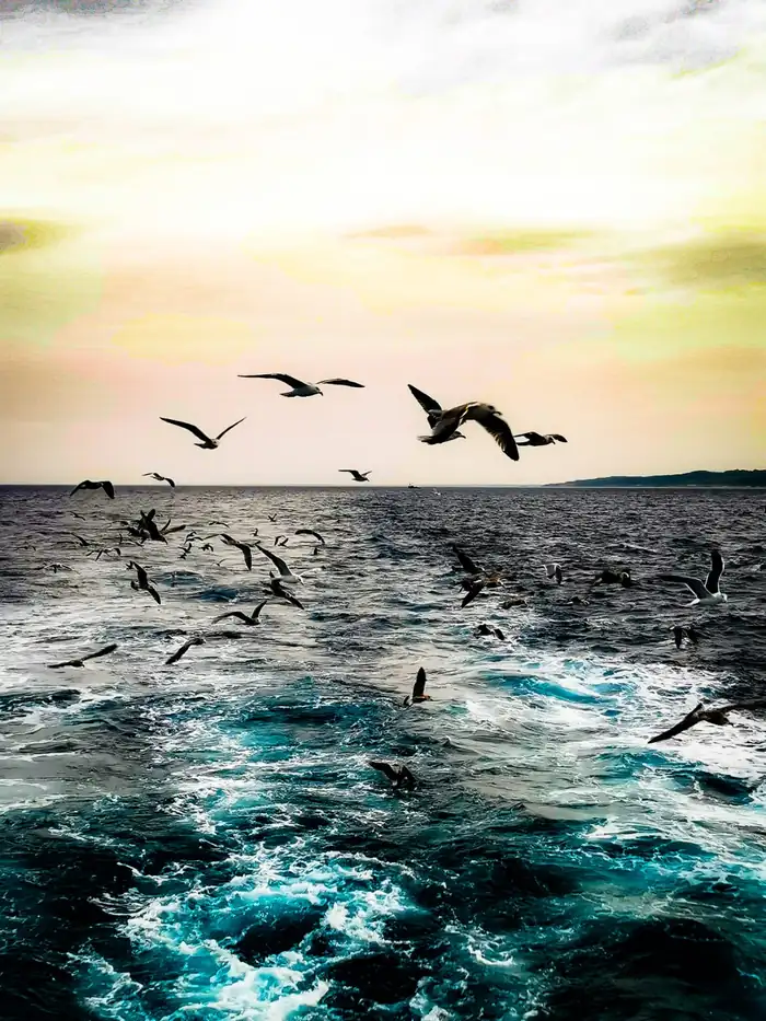 Gaviotas volando sobre el mar con la luz del atardecer