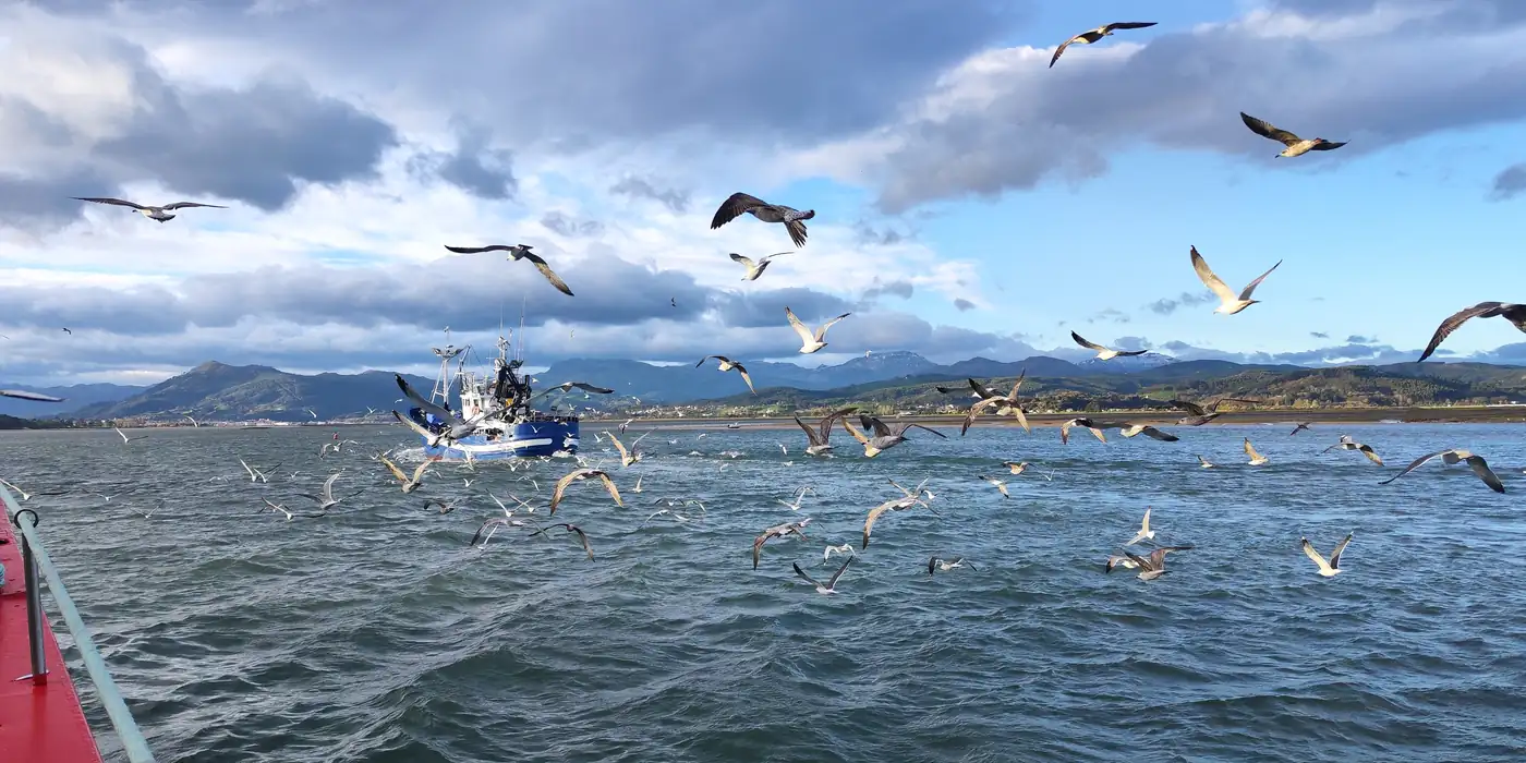 Barco de pesca faenando rodeado de gaviotas en la bahía